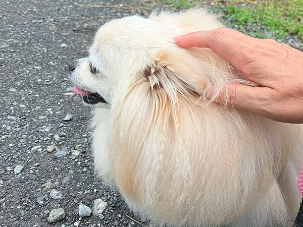 小型犬ポメラニアンチワワペットホテル散歩