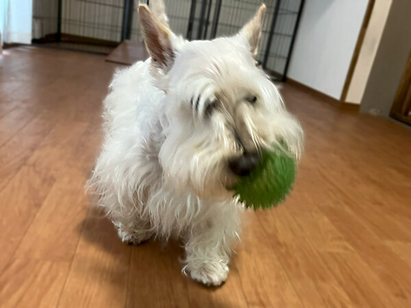 小型犬スコッティッシュテリアペットホテル