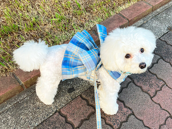 小型犬マルチーズ・トイプードルのペットシッター