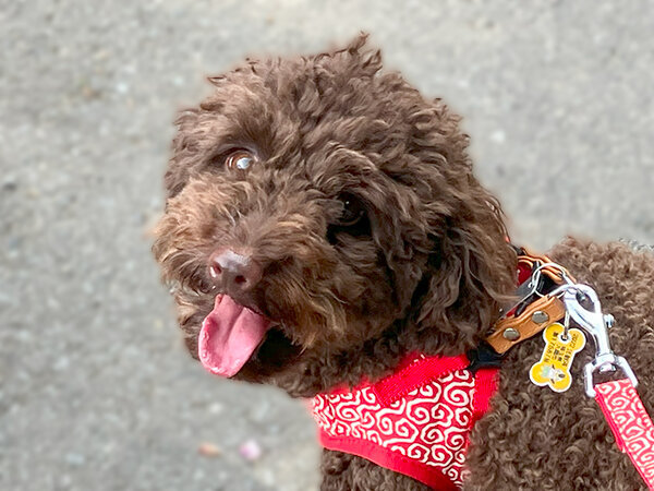 小型犬トイプードルペットホテル