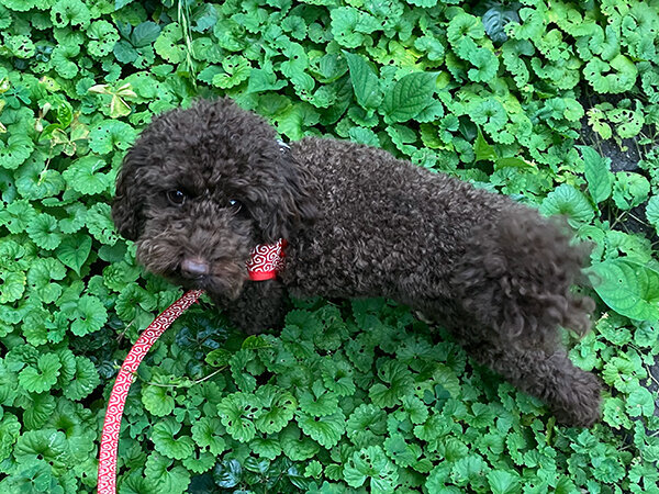 小型犬トイプードルペットホテル