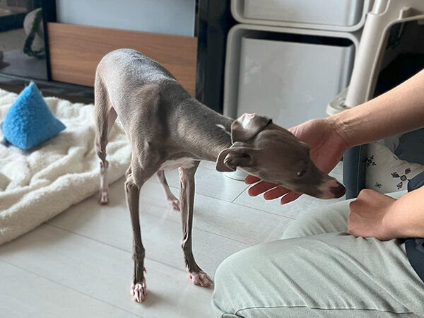 小型犬イタリアングレーハウンドペットシッター