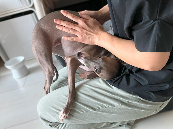 小型犬イタリアングレーハウンドペットシッター