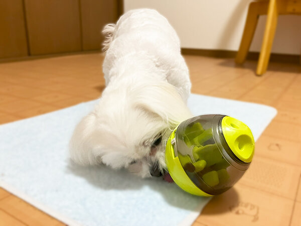 小型犬ペキニーズとビションフリーゼのペットホテル