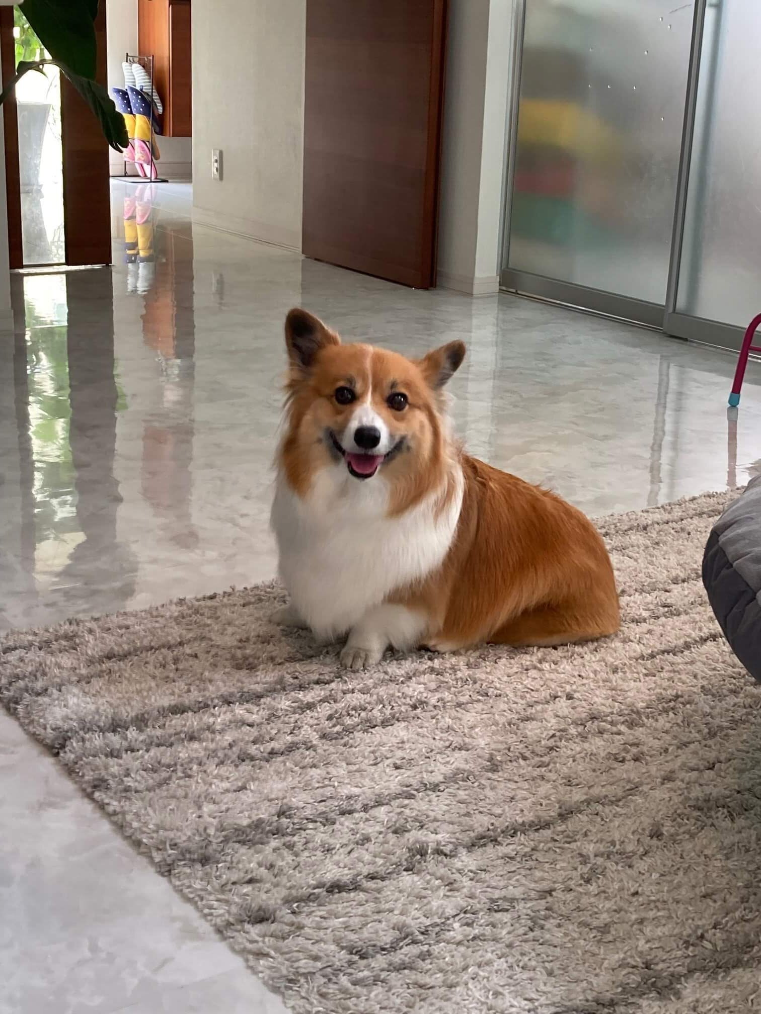 Amazon.co.jp: コーギー癒しDVD Goro@Welsh corgi 春編
