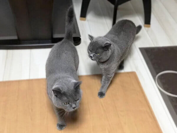 猫ブリティッシュショートヘアペットシッター