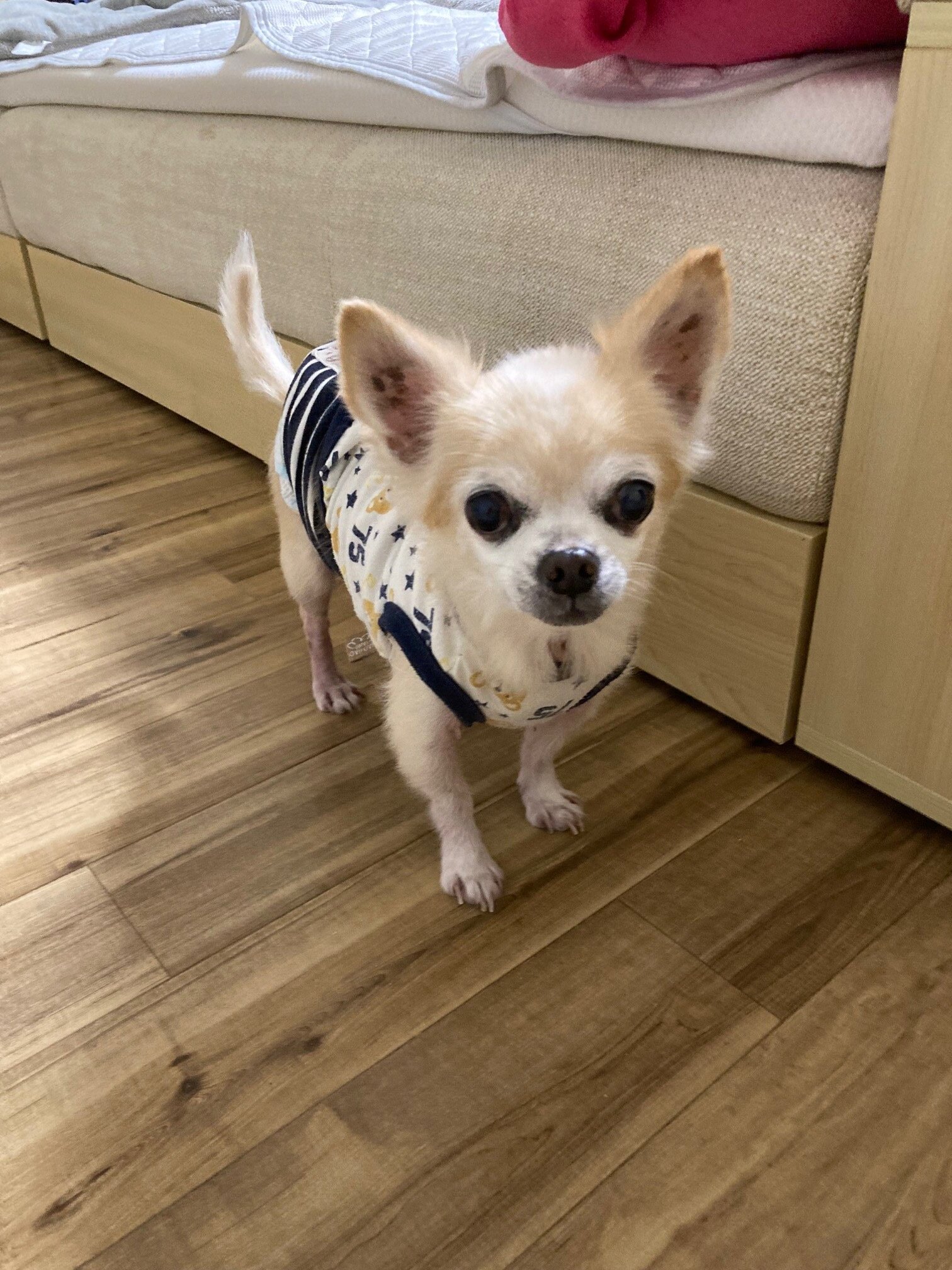 ー品販売  ロングコートチワワのくぅちゃんのお世話🐕😁🖐 Bow／日本ペットシッターサービス川西店（川西市、宝塚市、池田市） Play | パック・フェイスマスク