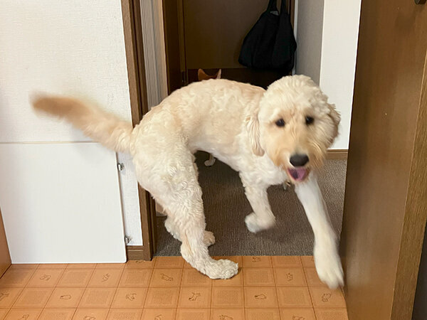 大型犬ゴールデンドゥードルペットホテル