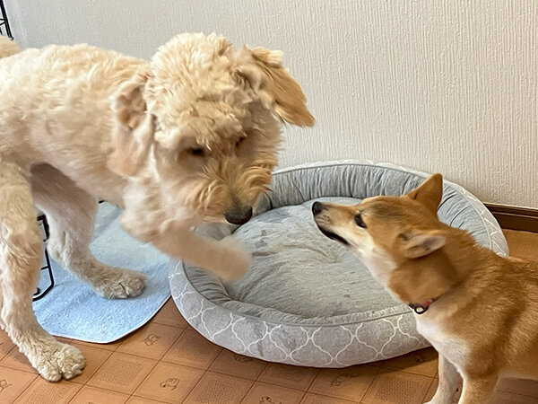 大型犬ゴールデンドゥードルペットホテル