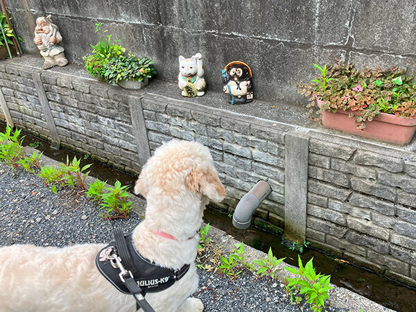 大型犬ゴールデンドゥードルペットホテル