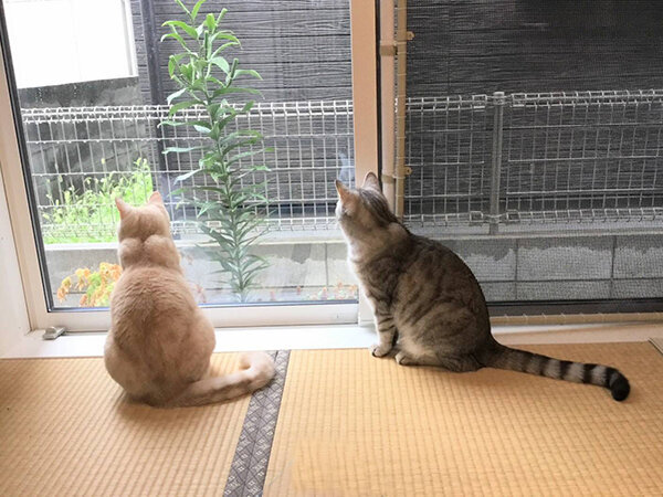 猫ペットシッター日向ぼっこ