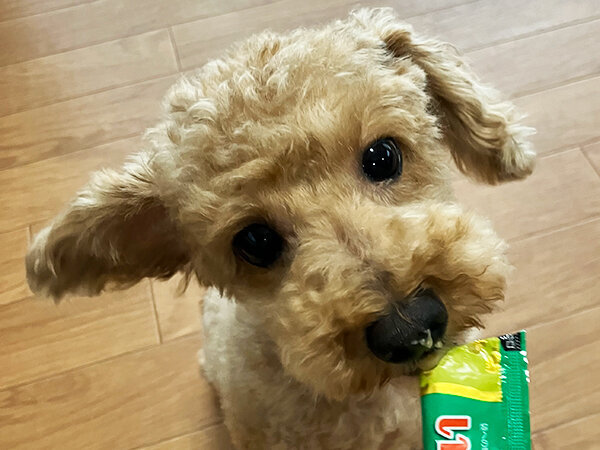 小型犬トイプードルペットホテル