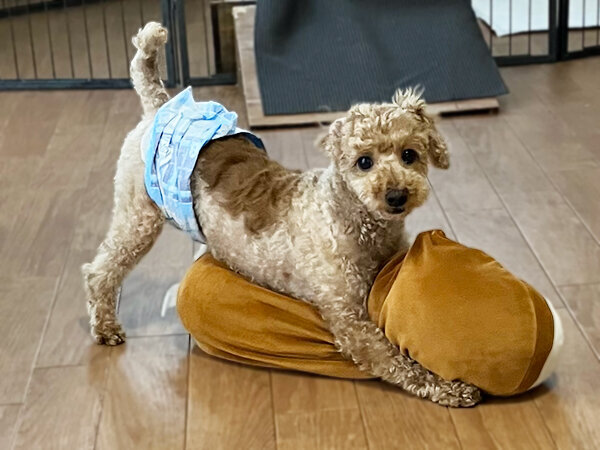 小型犬トイプードルペットホテル