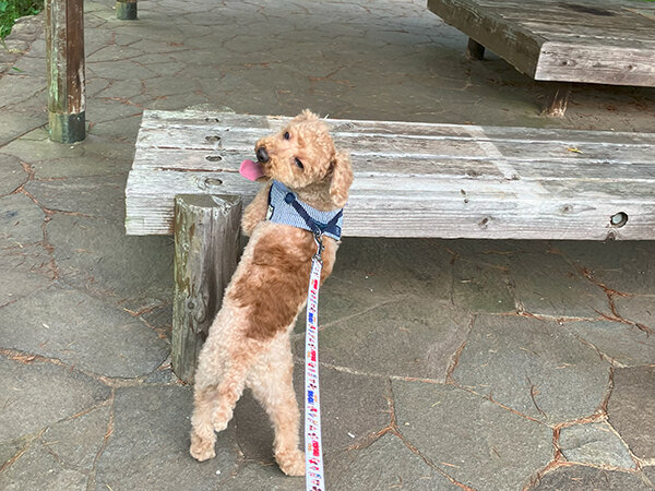 小型犬トイプードルペットホテル