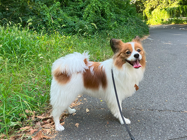 小型犬パピヨンペットホテル散歩