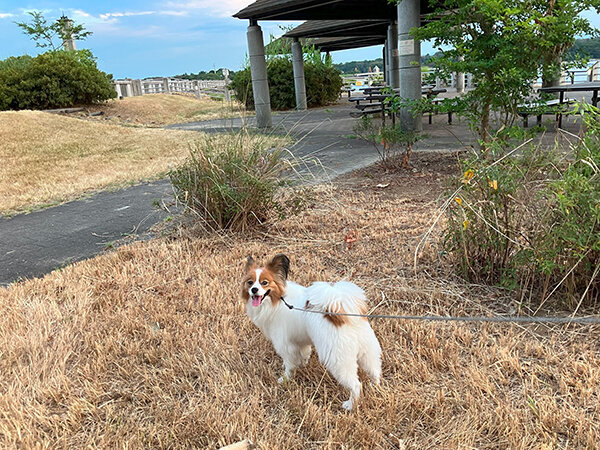 小型犬パピヨンペットホテル散歩