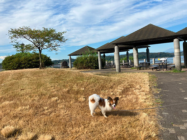 小型犬パピヨンペットホテル散歩