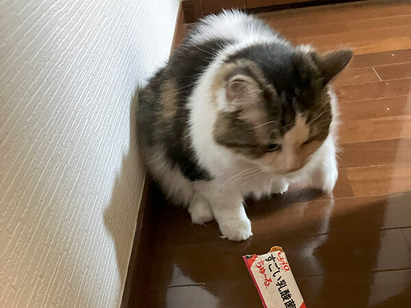 怖がり猫ペットシッター