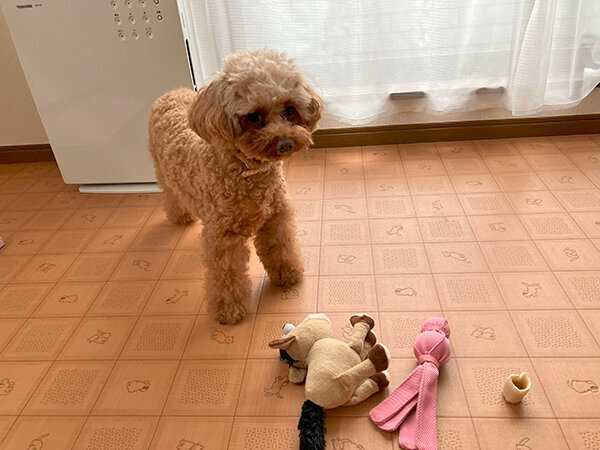 小型犬トイプードルペットホテル