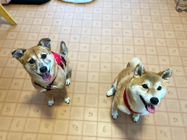 中型犬柴犬ペットホテル