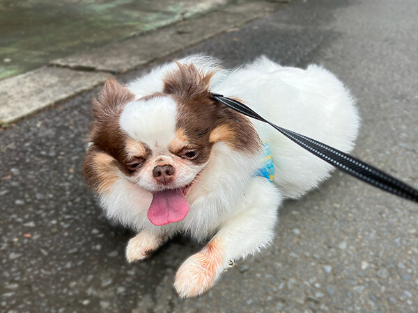 小型犬チワワペットホテル散歩