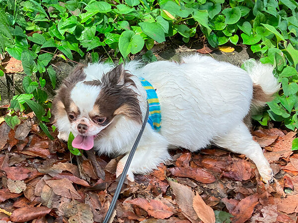 小型犬チワワペットホテル散歩