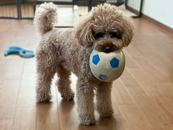 小型犬トイプードルペットホテルおもちゃ