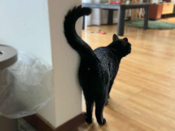 黒猫ペットシッター