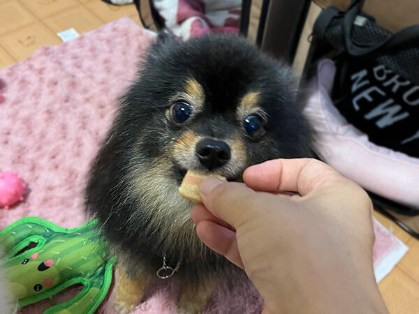 小型犬ポメラニアンペットホテル