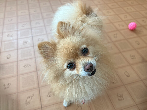 小型犬ポメラニアンペットホテル