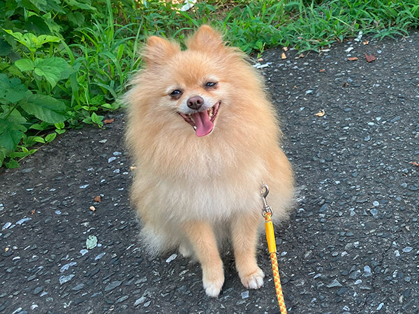 小型犬ポメラニアンペットホテル