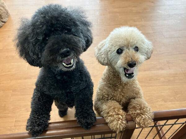 小型犬トイプードルペットホテル日帰り