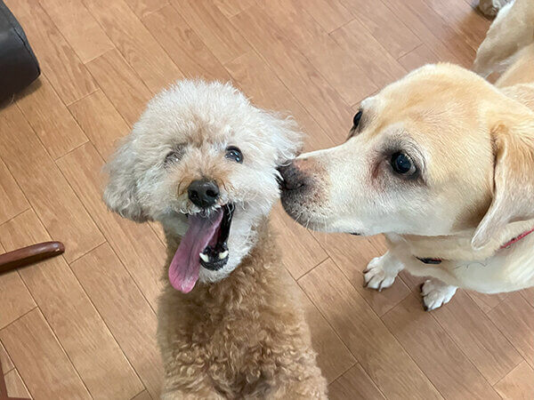 小型犬トイプードルペットホテル日帰り