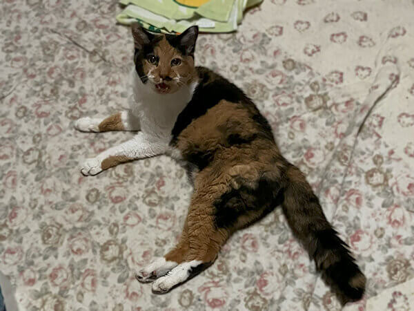 猫ペットシッター