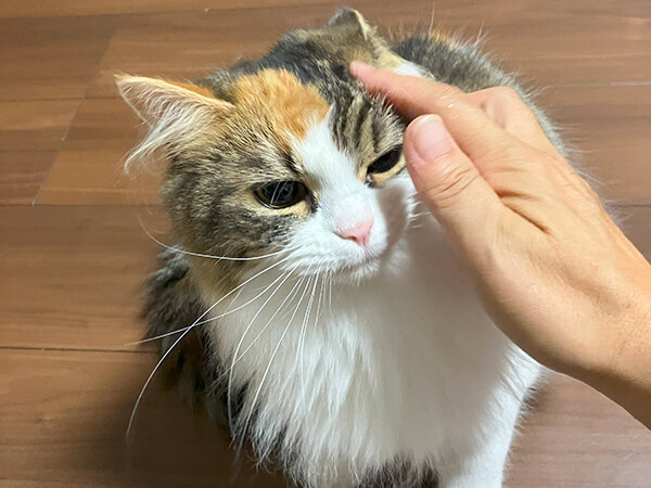 三毛猫ペットシッター