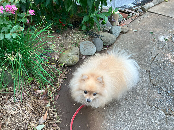 小型犬ポメラニアンペットホテル散歩