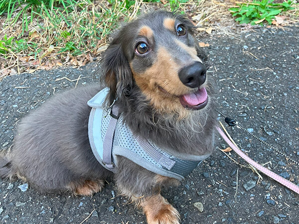 小型犬ミニチュアダックスとトイプードルペットホテル