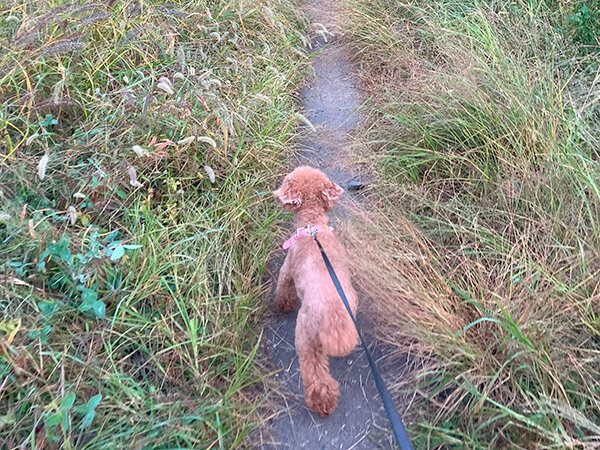 小型犬トイプードル散歩