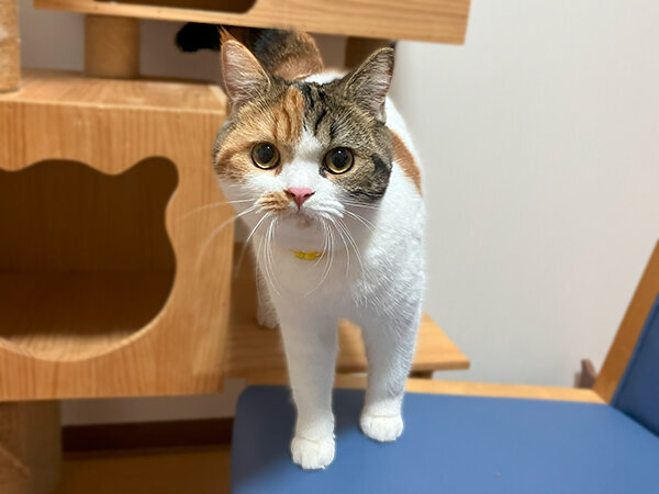 マンチカン猫ペットホテル