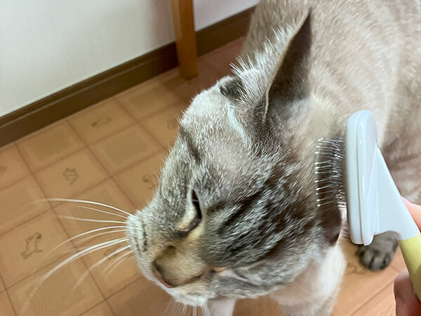 猫ペットホテル