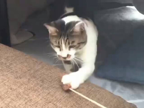 猫ペットシッター