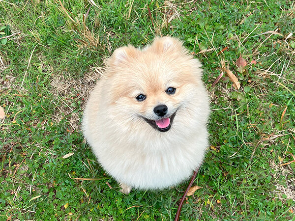 小型犬ポメラニアンペットホテル散歩