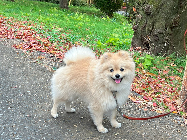 小型犬ポメラニアンペットホテル散歩