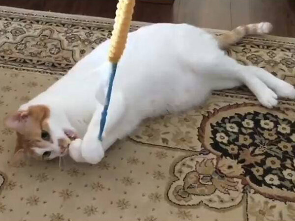 猫ペットシッター