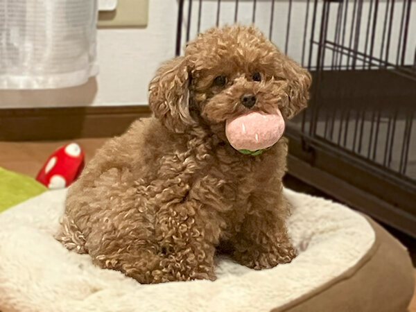 小型犬トイプードルペットホテル