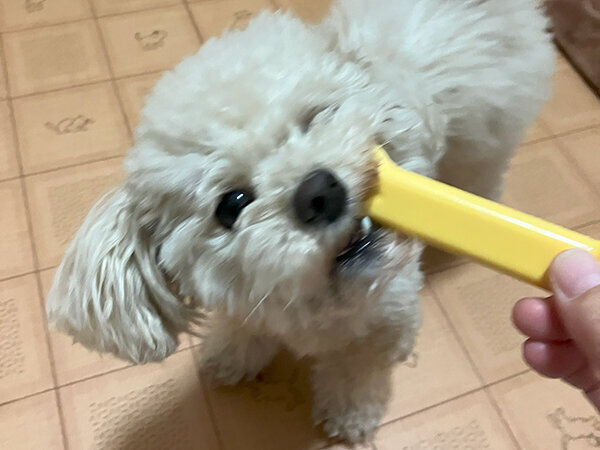 小型犬トイプードルペットホテル