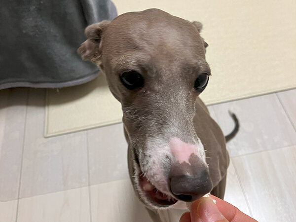 小型犬イタリアングレーハウンドペットシッター