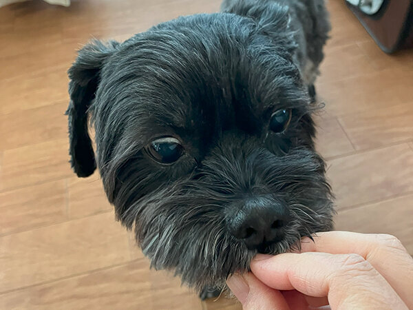 小型犬シュナウザー・シーズーペットホテル