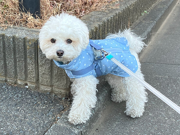 小型犬マルチーズとプードルのMIX　ペットシッター