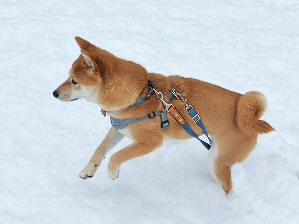 豆柴犬ペットシッター散歩